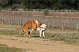 SAILLIE - AMSTAFF 002